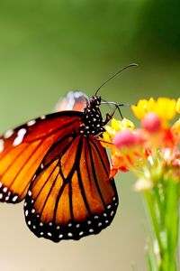 Preview wallpaper butterfly, wings, patterns, bright, insect