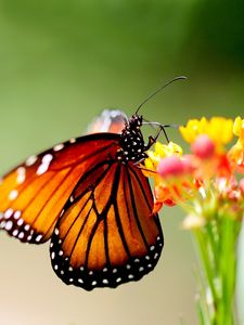 Preview wallpaper butterfly, wings, patterns, bright, insect