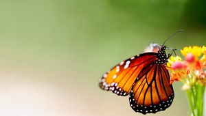 Preview wallpaper butterfly, wings, patterns, bright, insect