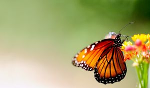 Preview wallpaper butterfly, wings, patterns, bright, insect