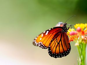 Preview wallpaper butterfly, wings, patterns, bright, insect