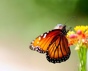 Preview wallpaper butterfly, wings, patterns, bright, insect