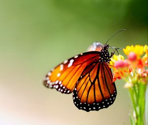 Preview wallpaper butterfly, wings, patterns, bright, insect