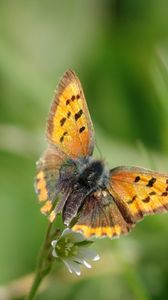 Preview wallpaper butterfly, wings, patterns, insect