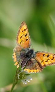 Preview wallpaper butterfly, wings, patterns, insect