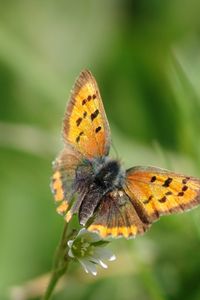 Preview wallpaper butterfly, wings, patterns, insect