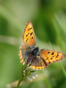 Preview wallpaper butterfly, wings, patterns, insect