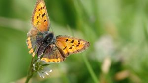 Preview wallpaper butterfly, wings, patterns, insect