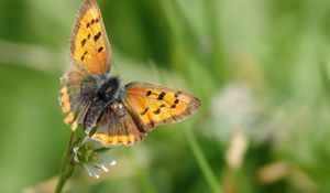 Preview wallpaper butterfly, wings, patterns, insect