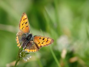 Preview wallpaper butterfly, wings, patterns, insect