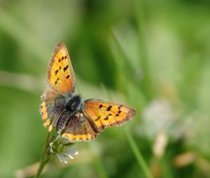 Preview wallpaper butterfly, wings, patterns, insect