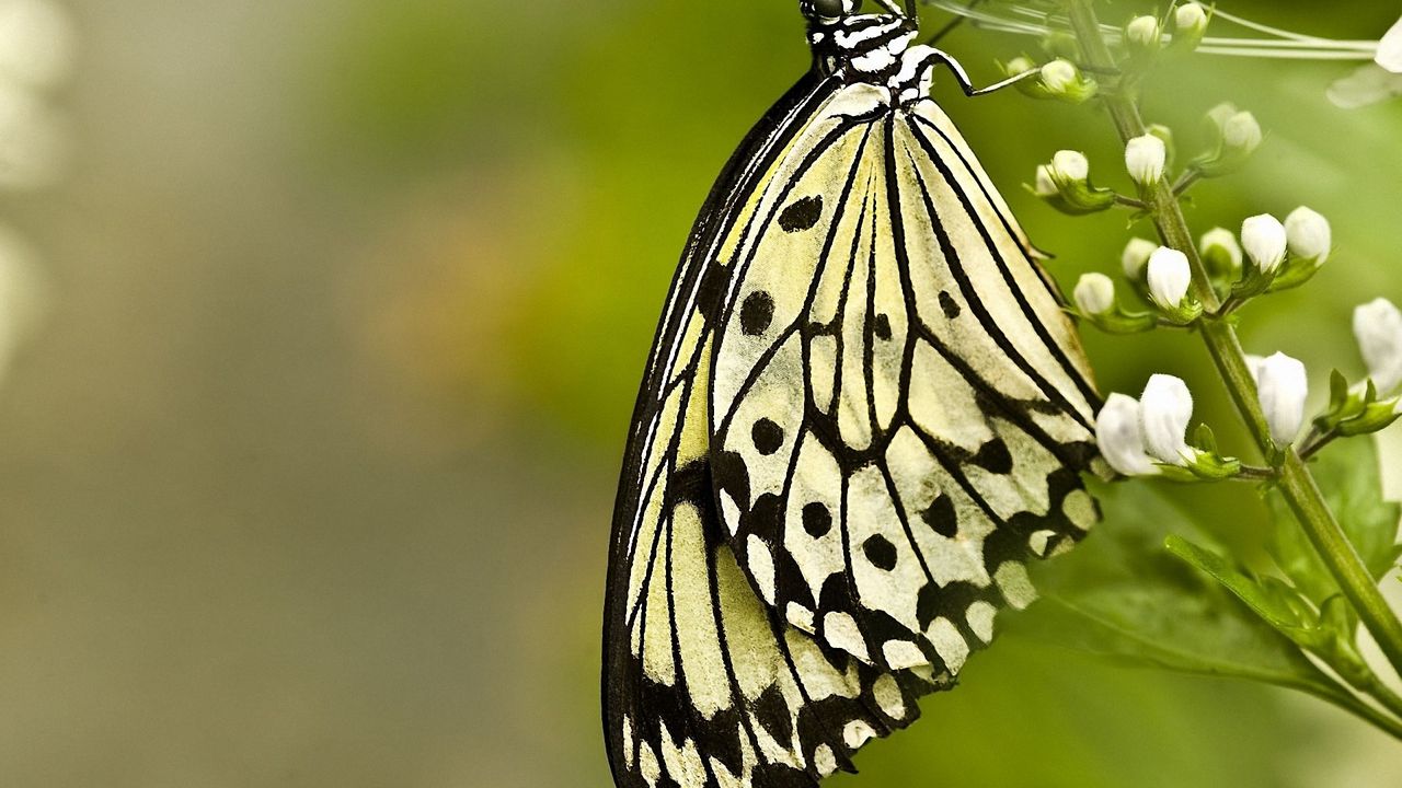 Wallpaper butterfly, wings, patterns