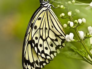 Preview wallpaper butterfly, wings, patterns