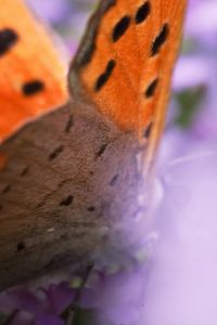 Preview wallpaper butterfly, wings, patterns