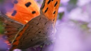 Preview wallpaper butterfly, wings, patterns