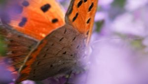 Preview wallpaper butterfly, wings, patterns