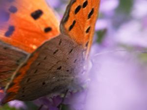 Preview wallpaper butterfly, wings, patterns