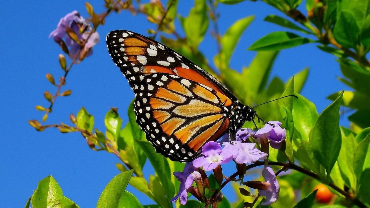 Wallpaper butterfly, wings, patterns, plant