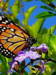 Preview wallpaper butterfly, wings, patterns, plant