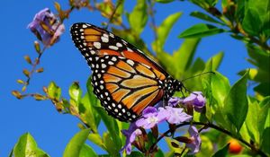 Preview wallpaper butterfly, wings, patterns, plant