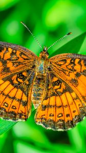 Preview wallpaper butterfly, wings, plant, insect, nature, macro