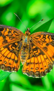 Preview wallpaper butterfly, wings, plant, insect, nature, macro