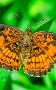 Preview wallpaper butterfly, wings, plant, insect, nature, macro