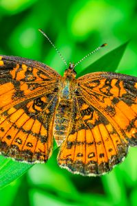 Preview wallpaper butterfly, wings, plant, insect, nature, macro