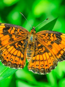 Preview wallpaper butterfly, wings, plant, insect, nature, macro