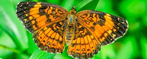 Preview wallpaper butterfly, wings, plant, insect, nature, macro