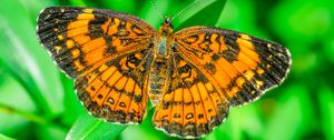 Preview wallpaper butterfly, wings, plant, insect, nature, macro