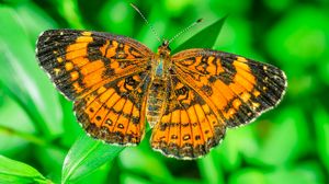 Preview wallpaper butterfly, wings, plant, insect, nature, macro
