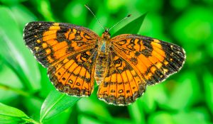Preview wallpaper butterfly, wings, plant, insect, nature, macro