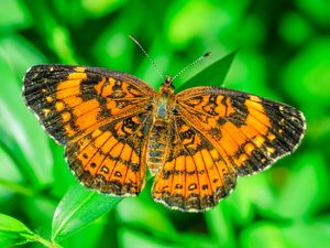 Preview wallpaper butterfly, wings, plant, insect, nature, macro