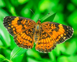 Preview wallpaper butterfly, wings, plant, insect, nature, macro