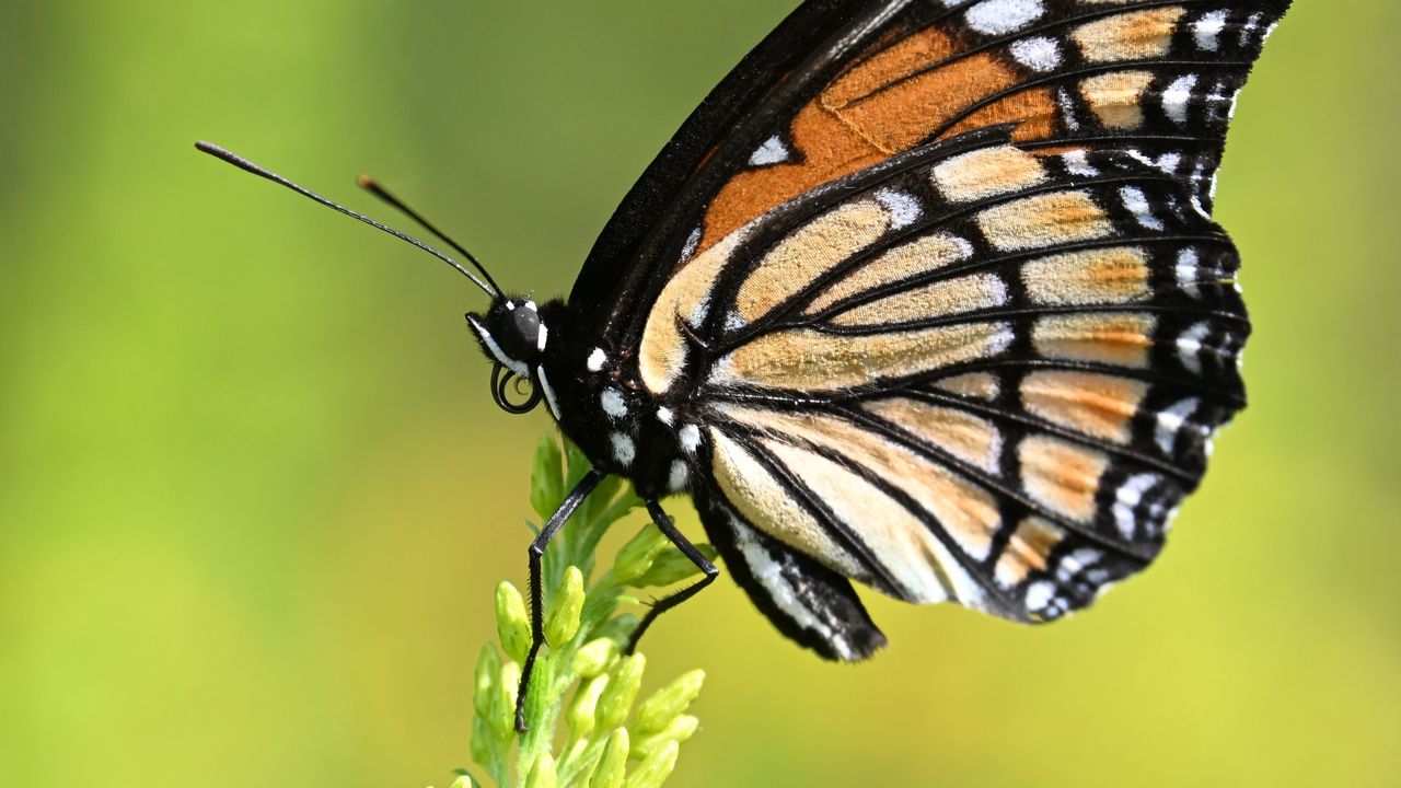 Wallpaper butterfly, wings, plant, macro, insect