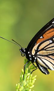 Preview wallpaper butterfly, wings, plant, macro, insect