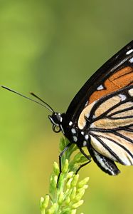 Preview wallpaper butterfly, wings, plant, macro, insect