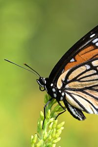 Preview wallpaper butterfly, wings, plant, macro, insect