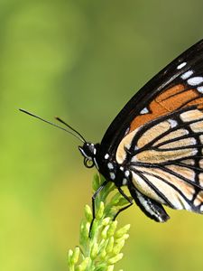Preview wallpaper butterfly, wings, plant, macro, insect