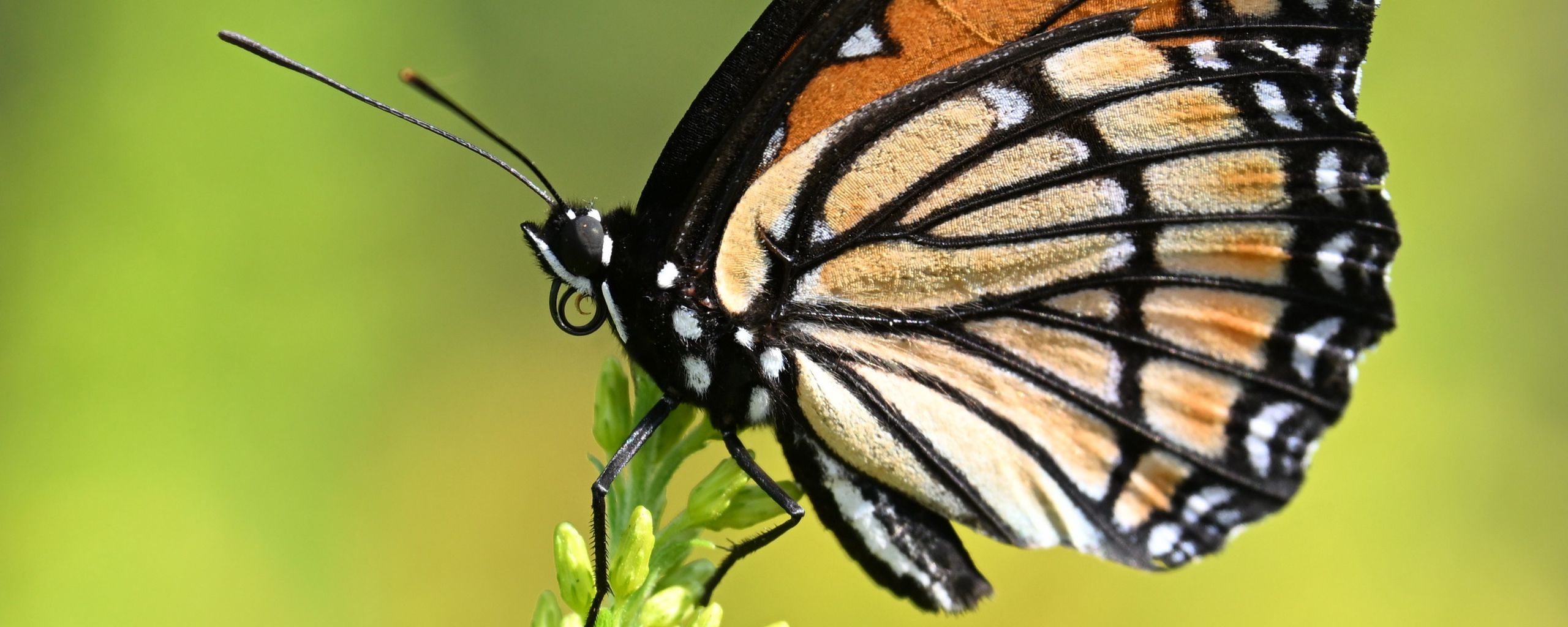 2560x1024 Wallpaper butterfly, wings, plant, macro, insect