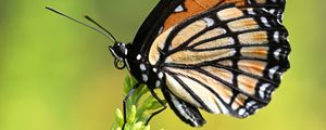 Preview wallpaper butterfly, wings, plant, macro, insect