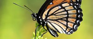 Preview wallpaper butterfly, wings, plant, macro, insect