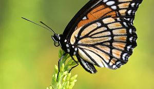 Preview wallpaper butterfly, wings, plant, macro, insect