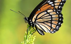 Preview wallpaper butterfly, wings, plant, macro, insect