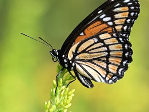 Preview wallpaper butterfly, wings, plant, macro, insect