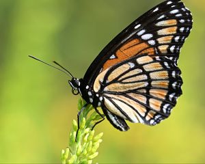 Preview wallpaper butterfly, wings, plant, macro, insect