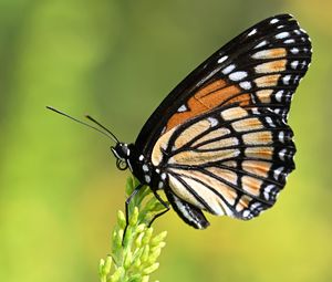 Preview wallpaper butterfly, wings, plant, macro, insect
