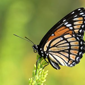 Preview wallpaper butterfly, wings, plant, macro, insect