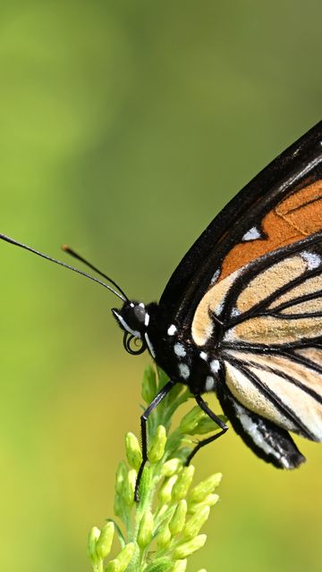 360x640 Wallpaper butterfly, wings, plant, macro, insect